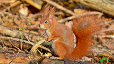 Eichhörnchen (37).jpg